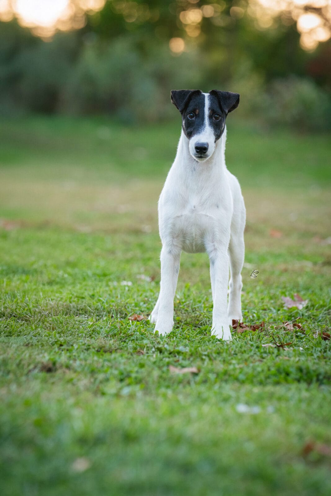 Photo of CH Absolutely On The Record at Decorum, a  Fox Terrier (Smooth).