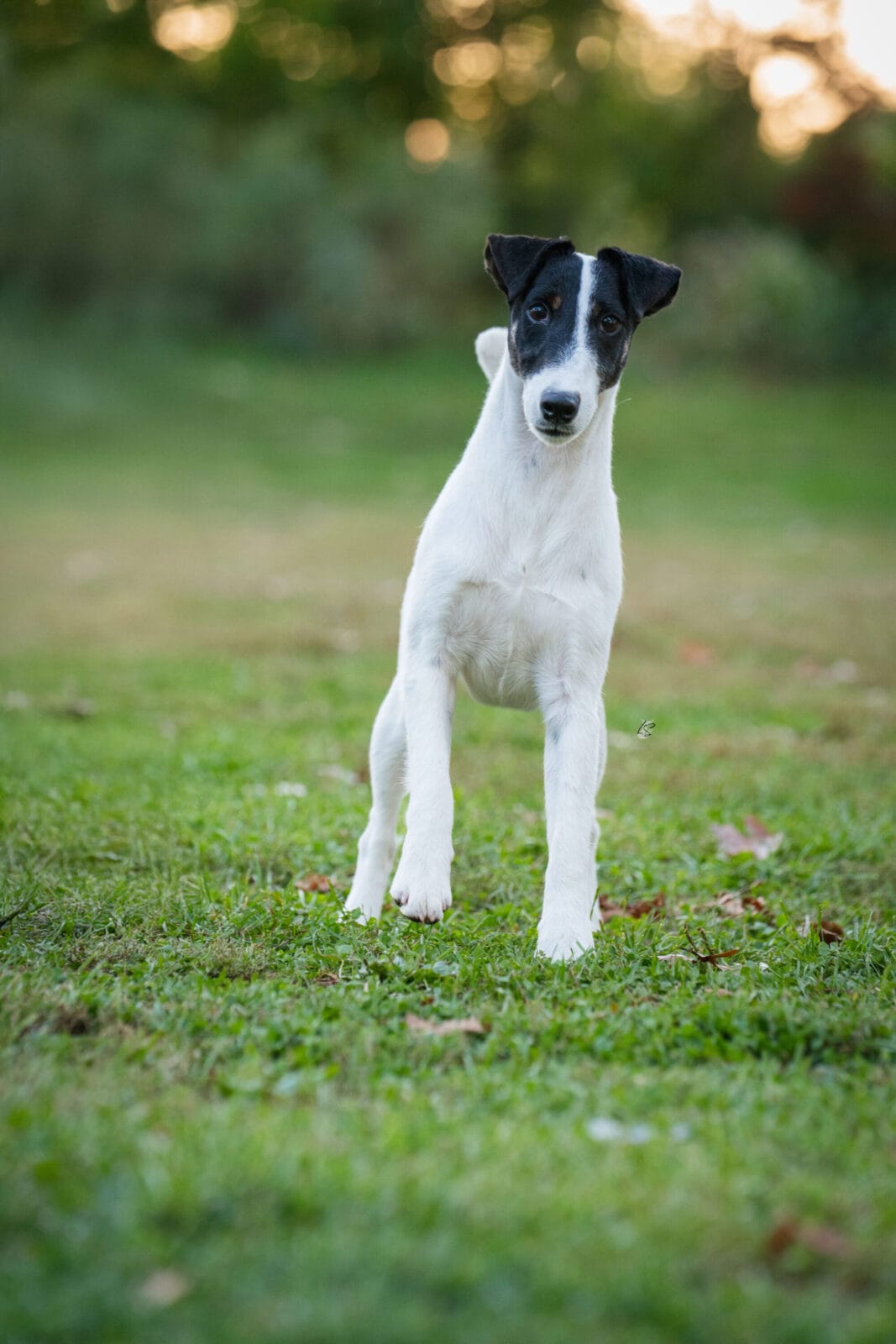 Photo of CH Absolutely On The Record at Decorum, a  Fox Terrier (Smooth).