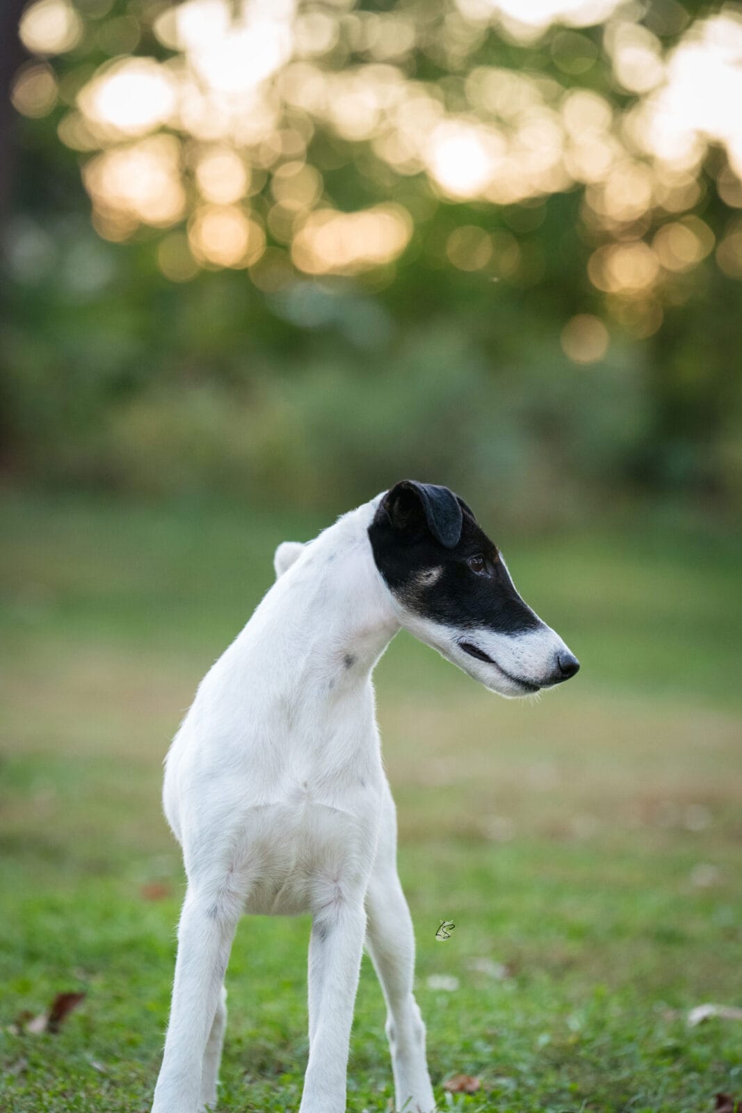Photo of CH Absolutely On The Record at Decorum, a  Fox Terrier (Smooth).