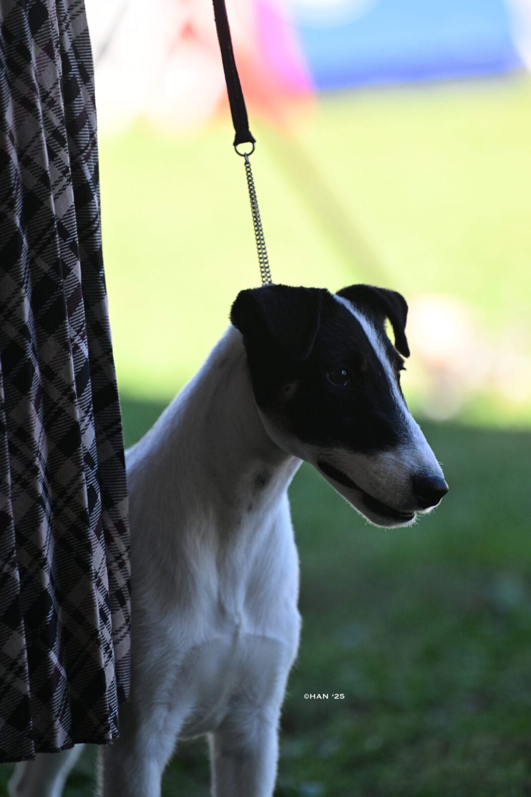 Photo of CH Absolutely On The Record at Decorum, a  Fox Terrier (Smooth).