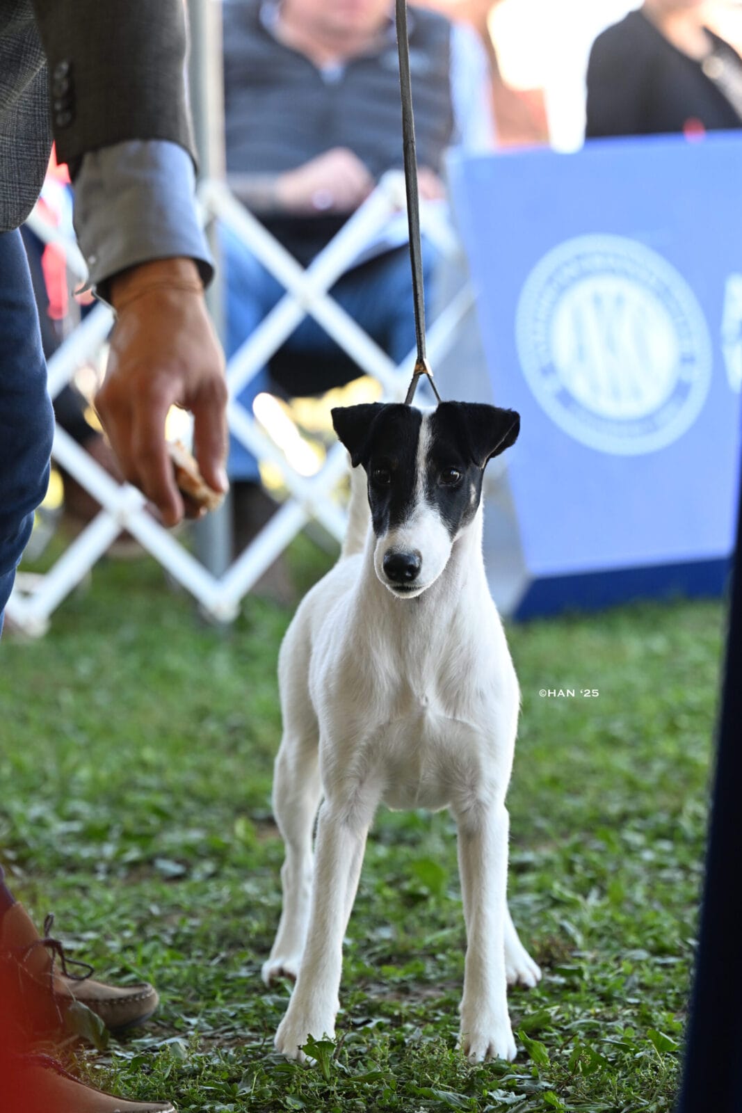 Photo of CH Absolutely On The Record at Decorum, a  Fox Terrier (Smooth).