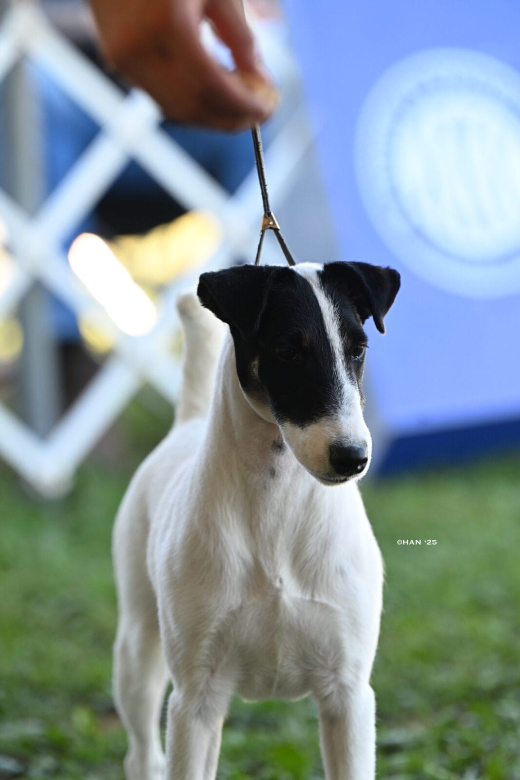 Photo of CH Absolutely On The Record at Decorum, a  Fox Terrier (Smooth).