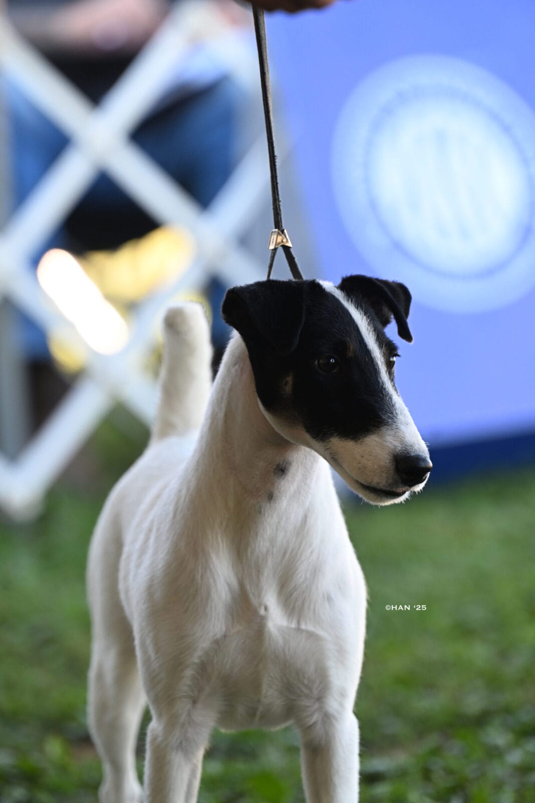 Photo of CH Absolutely On The Record at Decorum, a  Fox Terrier (Smooth).