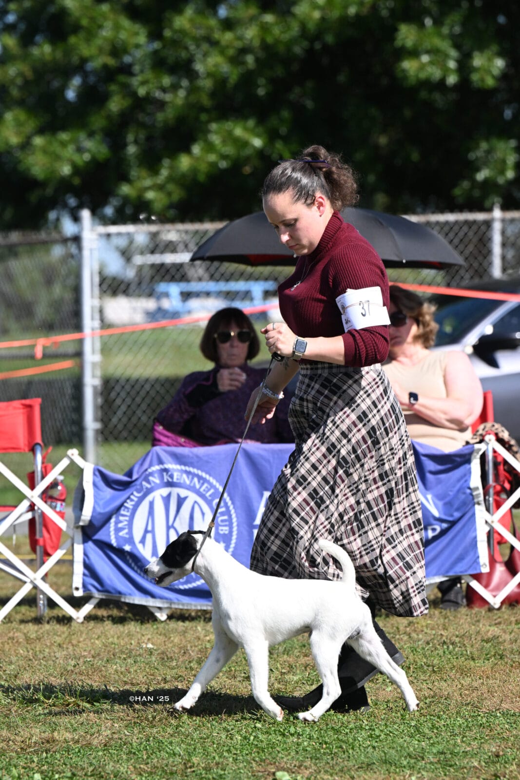 Photo of CH Absolutely On The Record at Decorum, a  Fox Terrier (Smooth).