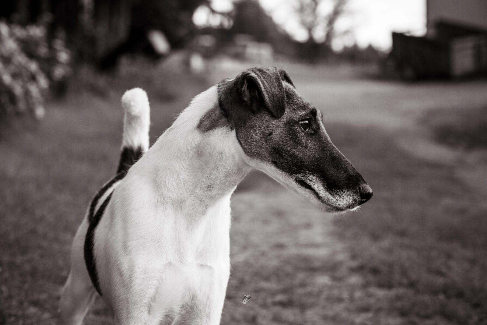 Photo of CH Belfox Xor, a Tan & White Fox Terrier (Smooth).