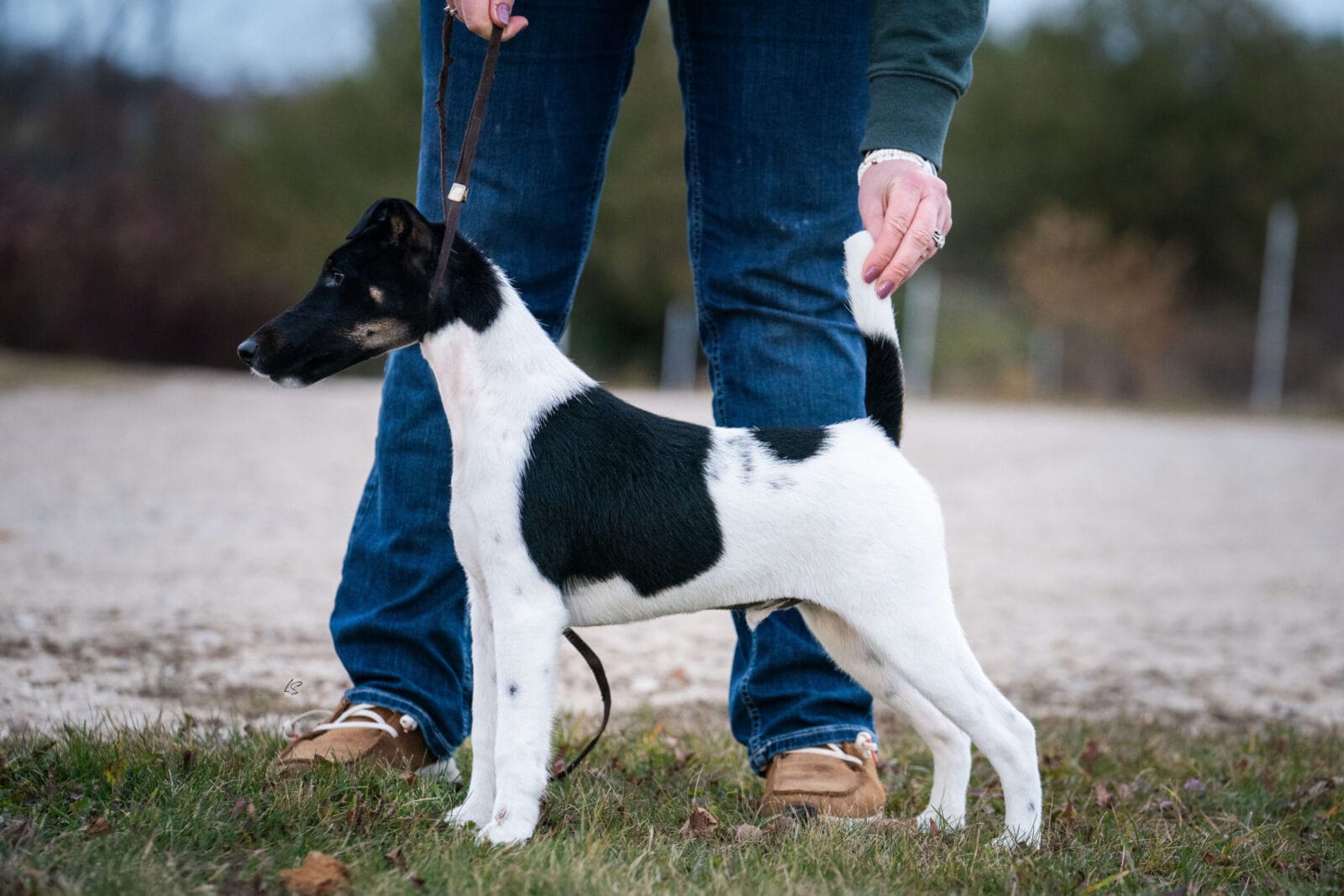 Decorum Absolutely A Little Controversy, A Decorum Fox Terrier puppy