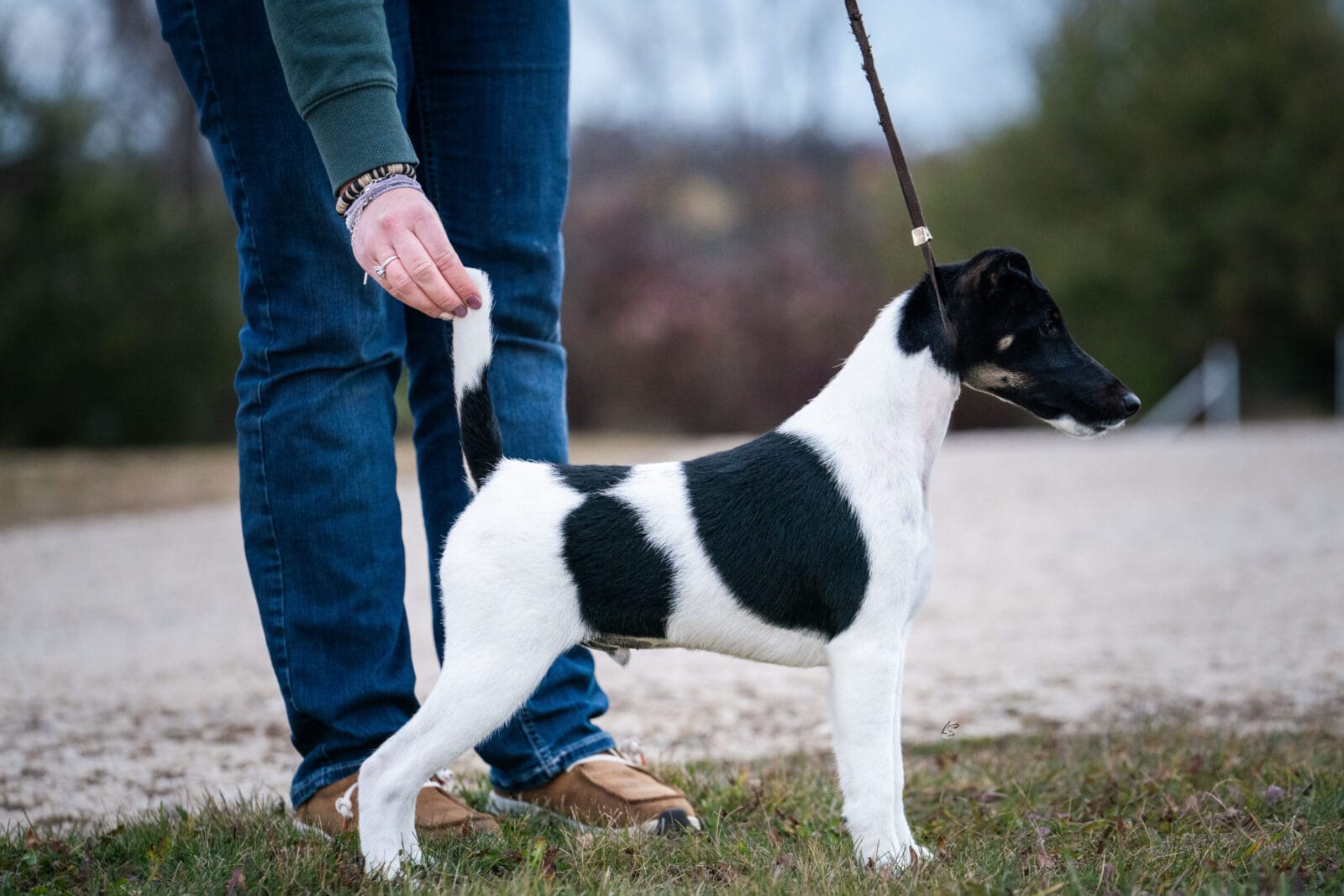 Decorum Absolutely A Little Controversy, A Decorum Fox Terrier puppy