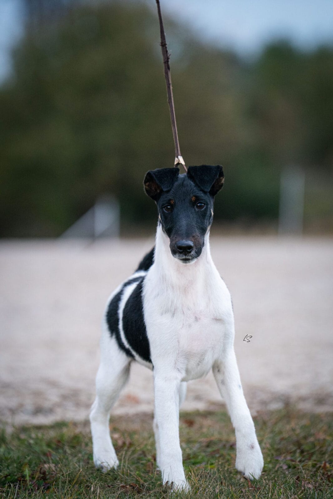 Decorum Absolutely A Little Controversy, A Decorum Fox Terrier puppy