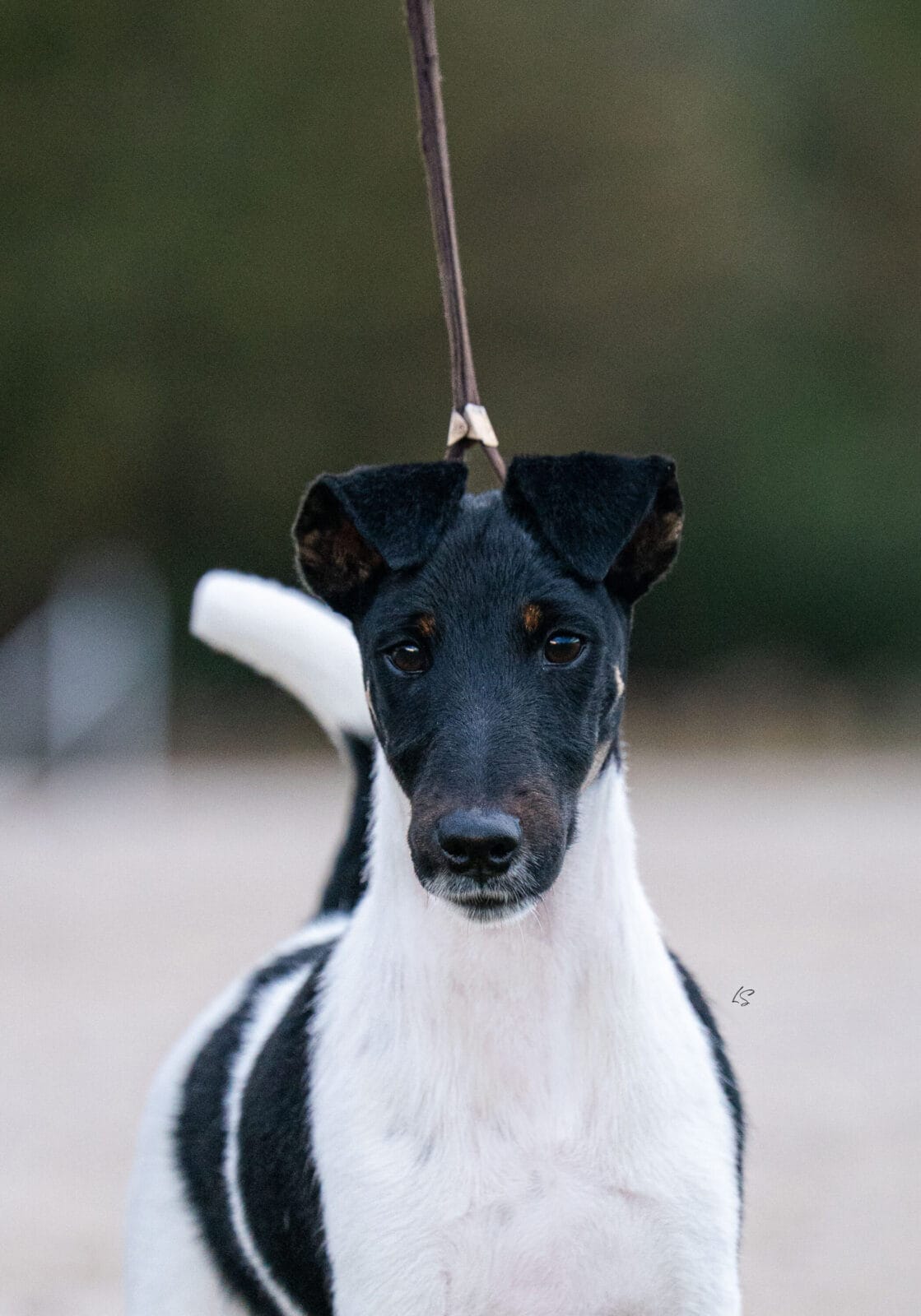 Decorum Absolutely A Little Controversy, A Decorum Fox Terrier puppy
