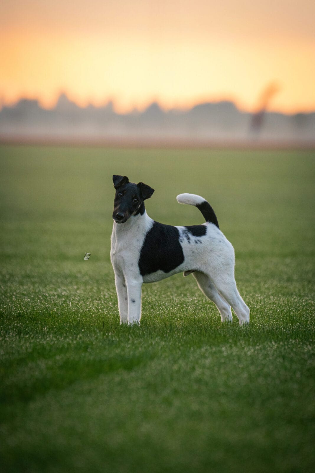 Photo of Decorum Absolutely A Little Controversy, a Black Tan & White Fox Terrier (Smooth).