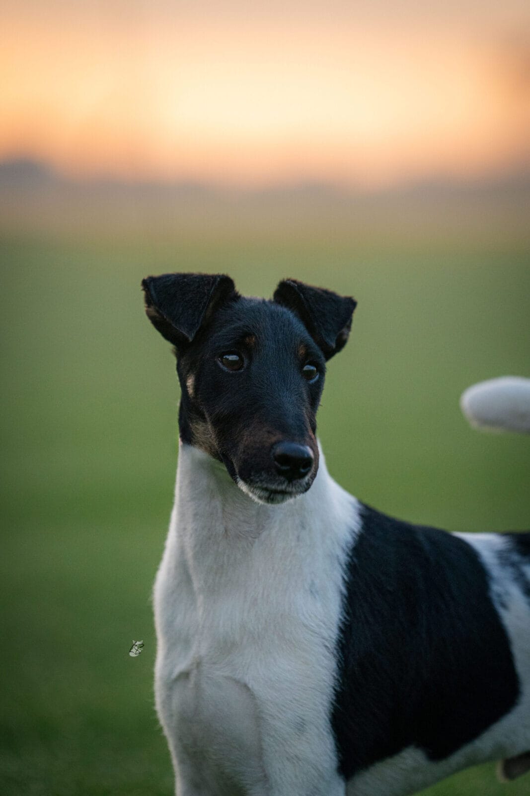 Photo of Decorum Absolutely A Little Controversy, a Black Tan & White Fox Terrier (Smooth).
