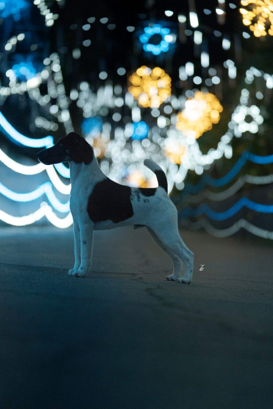 Photo of Decorum Absolutely A Little Controversy, a Black Tan & White Fox Terrier (Smooth).