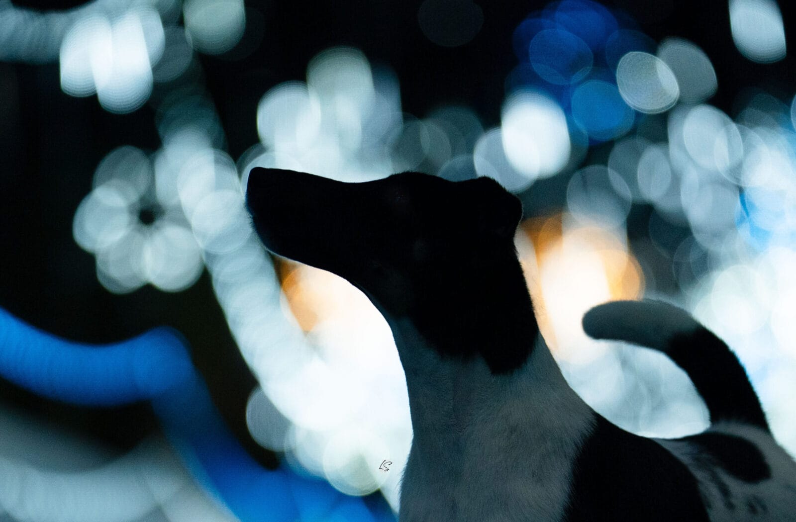 Photo of Decorum Absolutely A Little Controversy, a Black Tan & White Fox Terrier (Smooth).