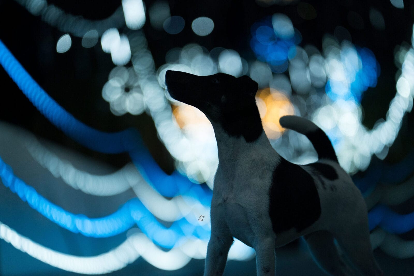 Photo of Decorum Absolutely A Little Controversy, a Black Tan & White Fox Terrier (Smooth).