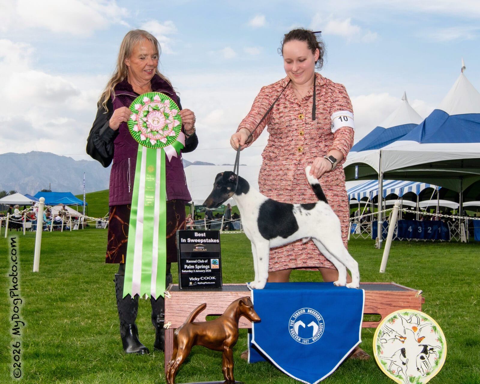 Photo of Decorum Absolutely A Little Controversy, a Black Tan & White Fox Terrier (Smooth).