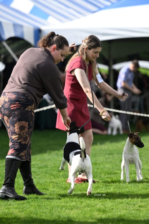 Decorum smooth fox terrier puppy