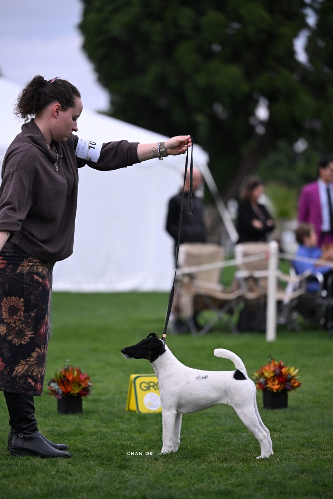 Photo of Decorum Absolutely Shameless, a Black Tan & White Fox Terrier (Smooth).