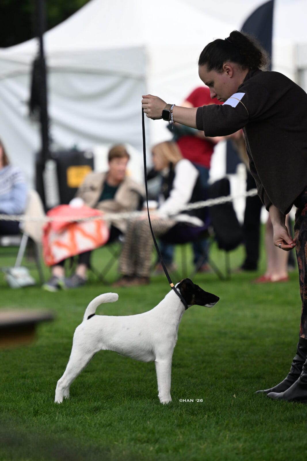 Photo of Decorum Absolutely Shameless, a Black Tan & White Fox Terrier (Smooth).