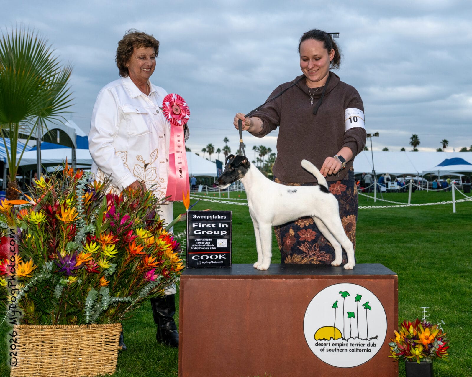 Photo of Decorum Absolutely Shameless, a Black Tan & White Fox Terrier (Smooth).