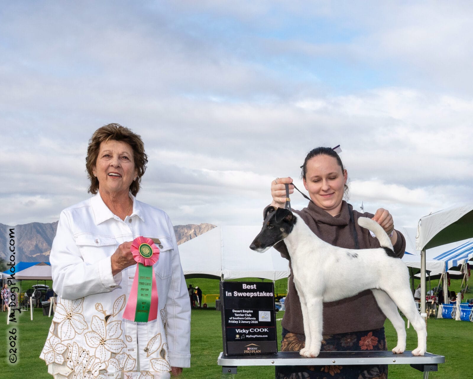 Photo of Decorum Absolutely Shameless, a Black Tan & White Fox Terrier (Smooth).