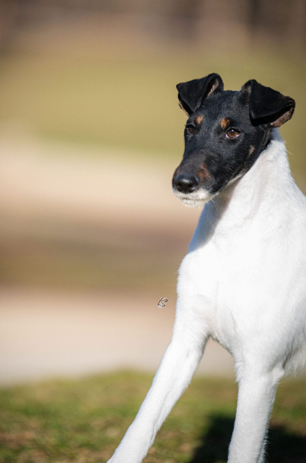 Photo of Decorum Absolutely Shameless, a Black Tan & White Fox Terrier (Smooth).