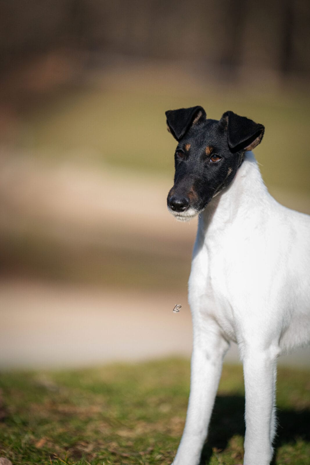 Photo of Decorum Absolutely Shameless, a Black Tan & White Fox Terrier (Smooth).