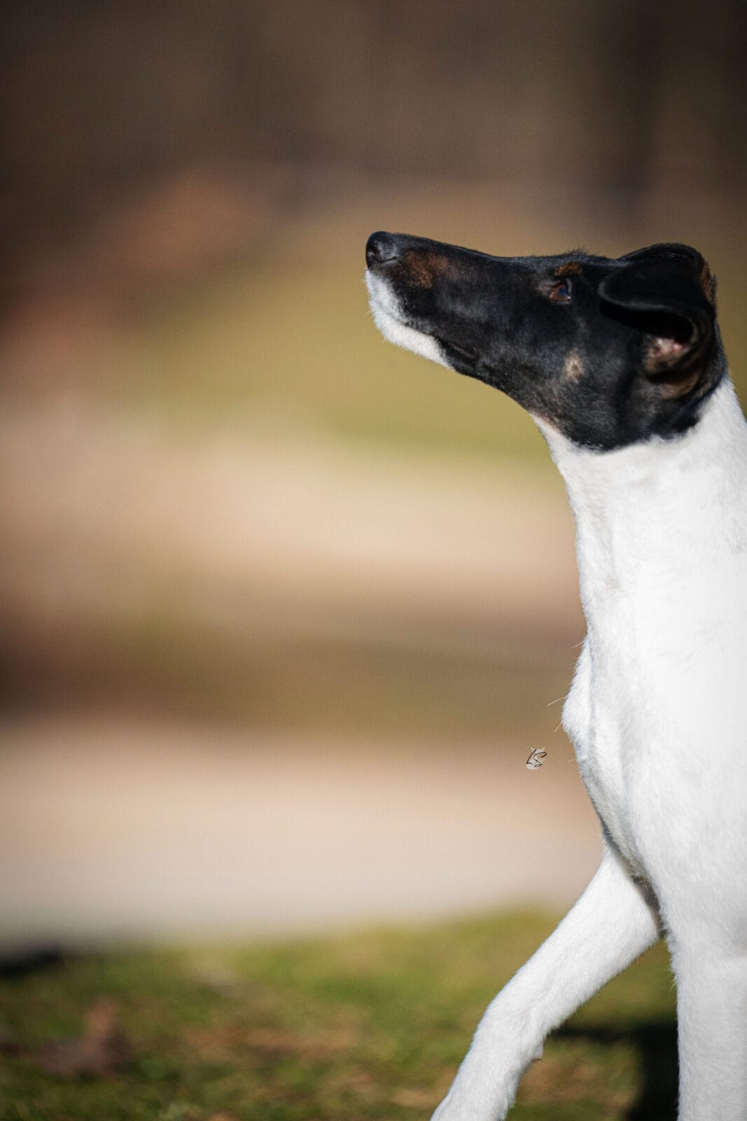 Photo of Decorum Absolutely Shameless, a Black Tan & White Fox Terrier (Smooth).