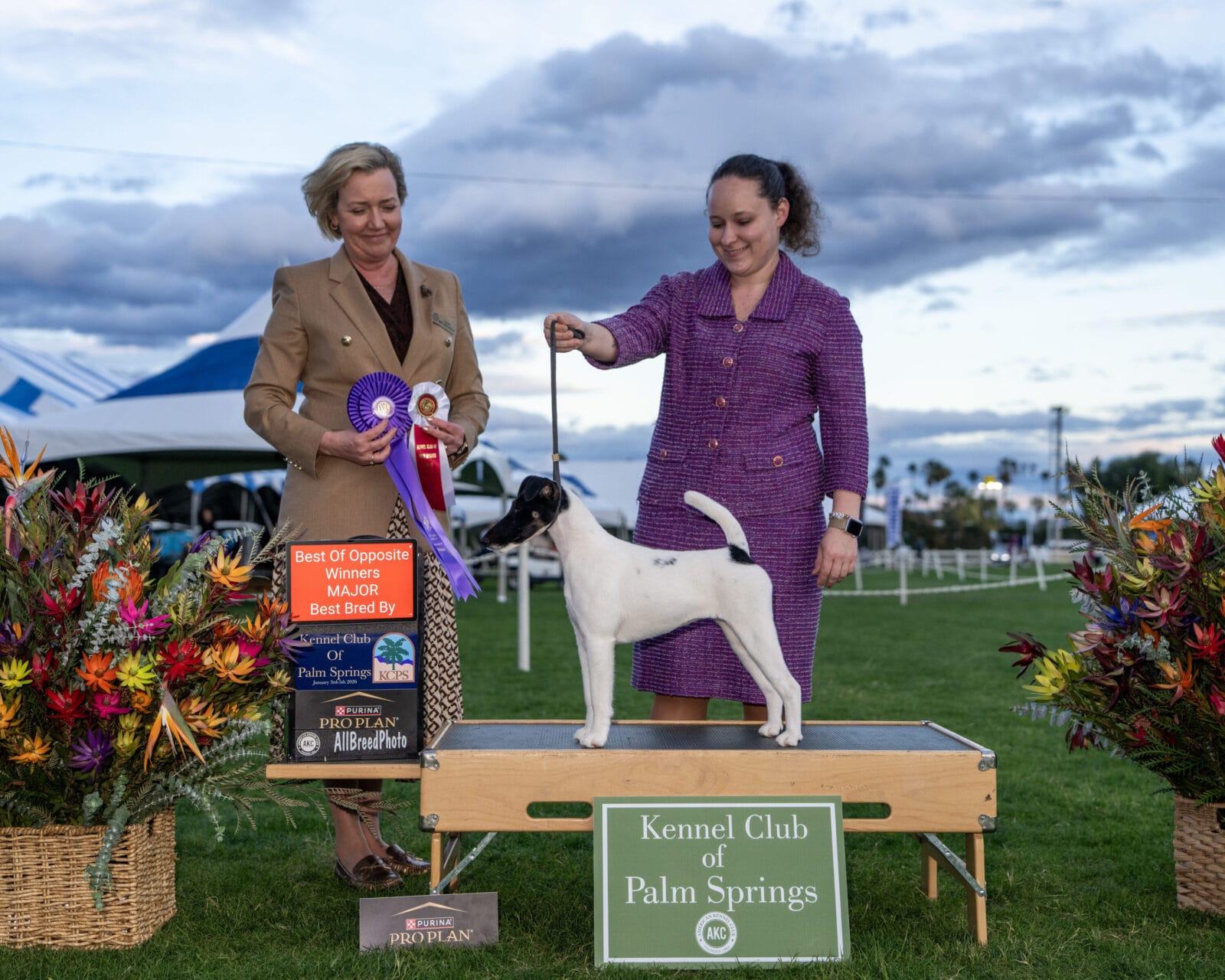 Photo of Decorum Absolutely Shameless, a Black Tan & White Fox Terrier (Smooth).