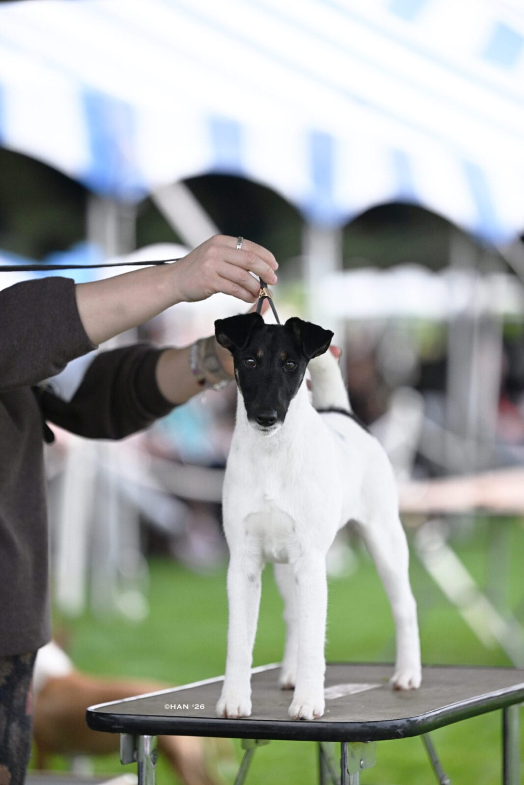 Photo of Decorum Absolutely Shameless, a Black Tan & White Fox Terrier (Smooth).