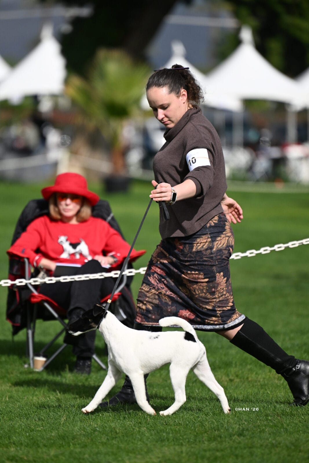 Photo of Decorum Absolutely Shameless, a Black Tan & White Fox Terrier (Smooth).