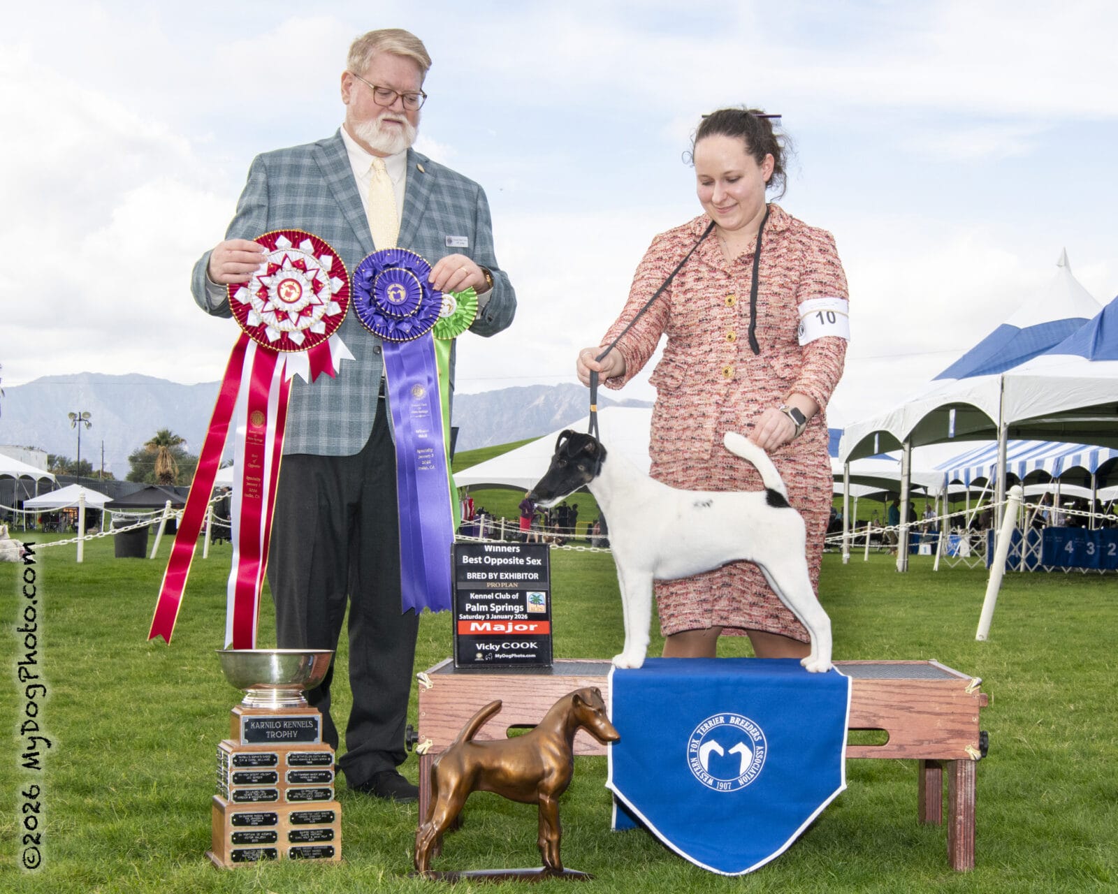 Photo of Decorum Absolutely Shameless, a Black Tan & White Fox Terrier (Smooth).