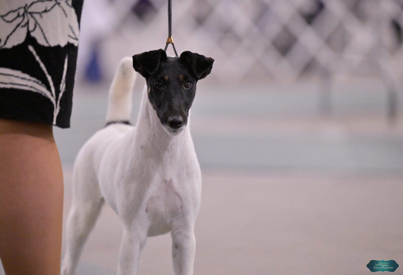 Photo of Decorum Absolutely Shameless, a Black Tan & White Fox Terrier (Smooth).