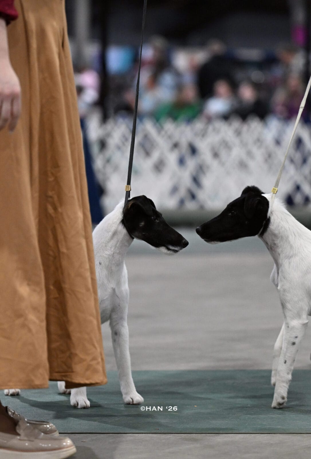 Photo of Decorum Absolutely Shameless, a Black Tan & White Fox Terrier (Smooth).