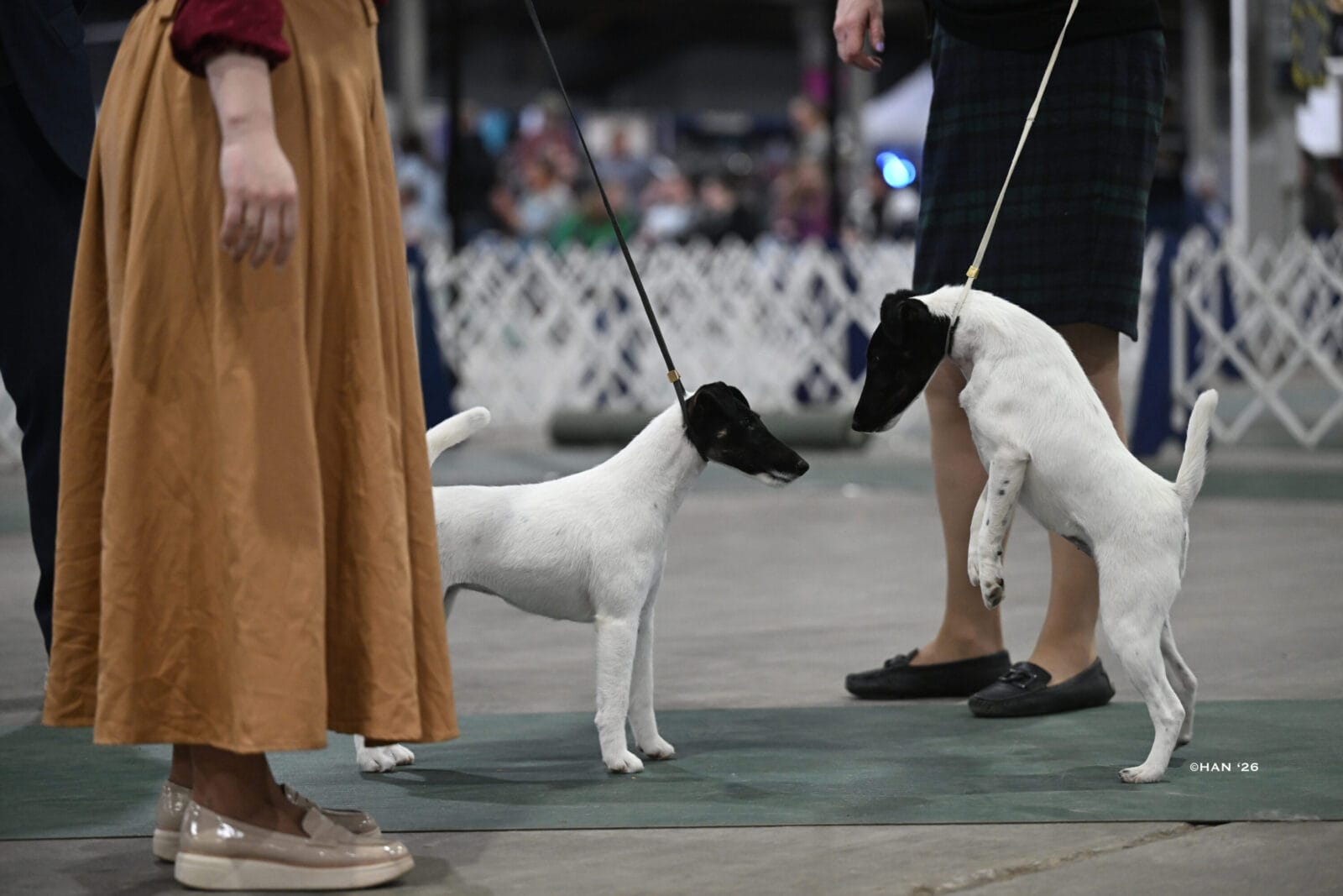 Photo of Decorum Absolutely Shameless, a Black Tan & White Fox Terrier (Smooth).