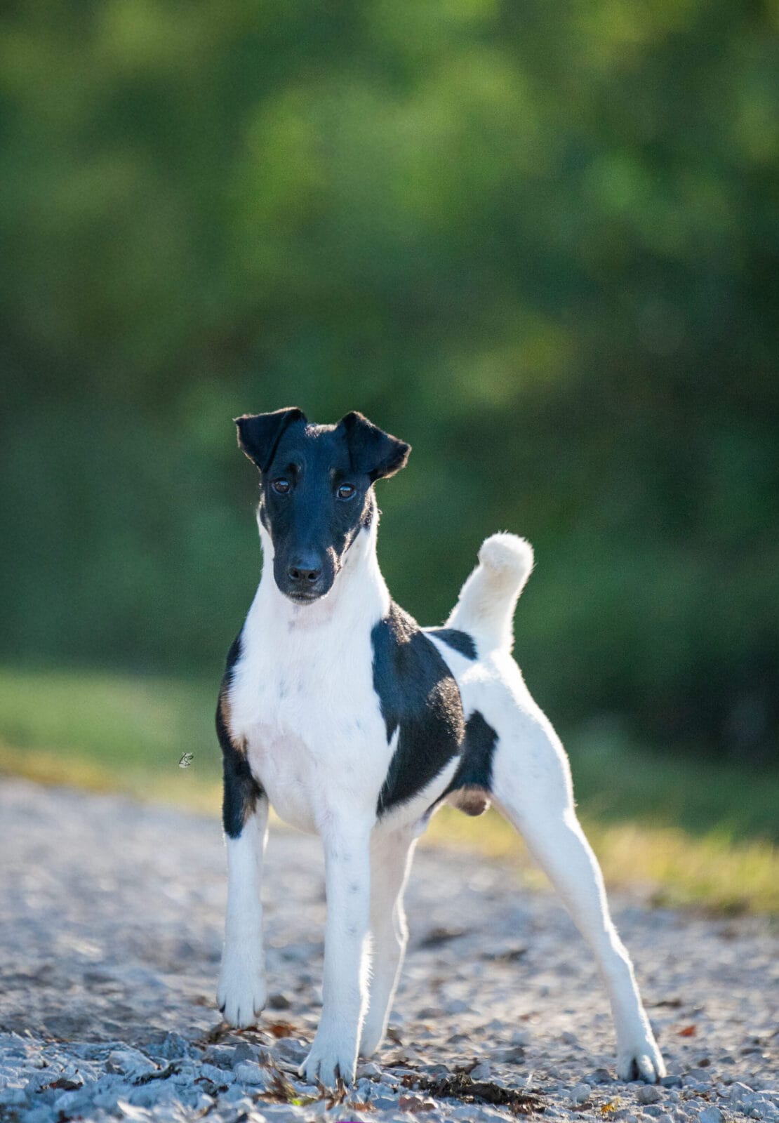 Photo of CH Misty Hollow Spillin’ The Tea, a Black White & Tan Fox Terrier (Smooth).
