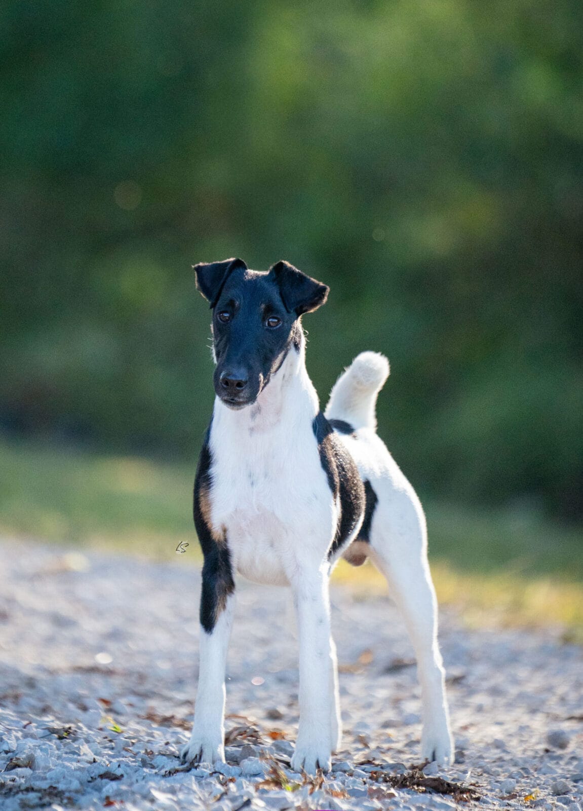 Photo of CH Misty Hollow Spillin’ The Tea, a Black White & Tan Fox Terrier (Smooth).