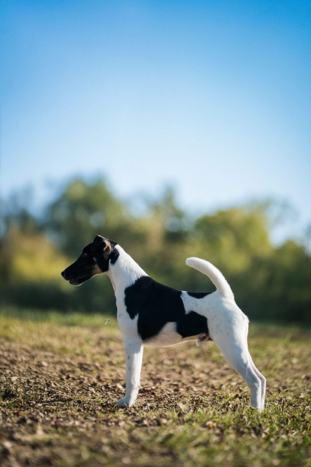 Photo of CH Misty Hollow Spillin’ The Tea, a Black White & Tan Fox Terrier (Smooth).