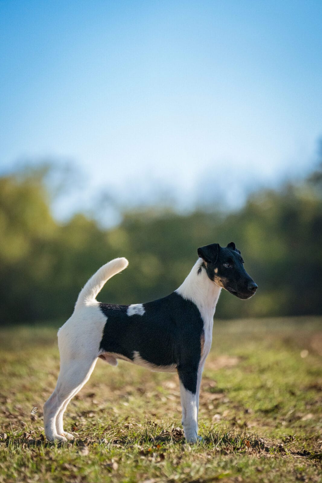 Photo of CH Misty Hollow Spillin’ The Tea, a Black White & Tan Fox Terrier (Smooth).