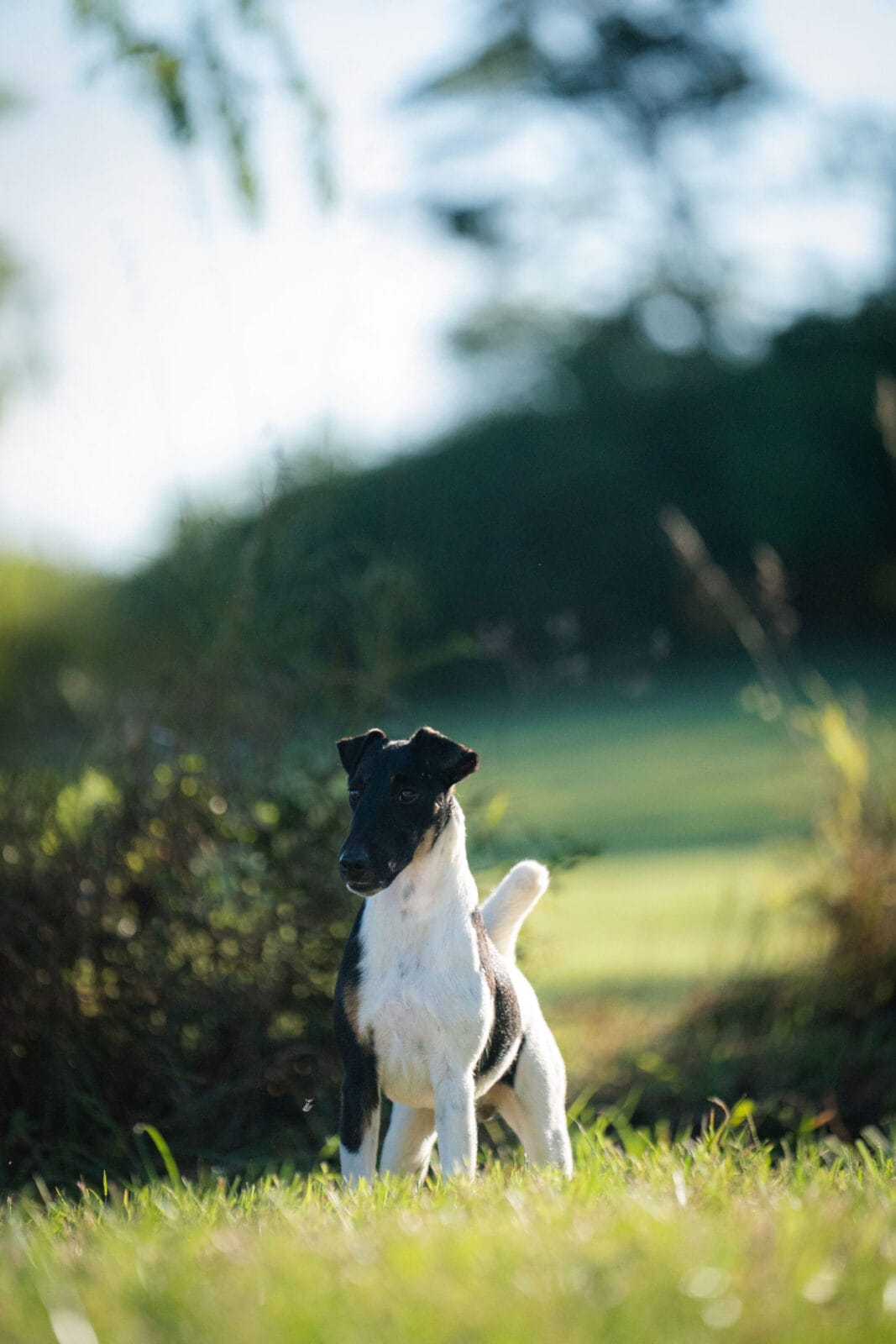 Photo of CH Misty Hollow Spillin’ The Tea, a Black White & Tan Fox Terrier (Smooth).