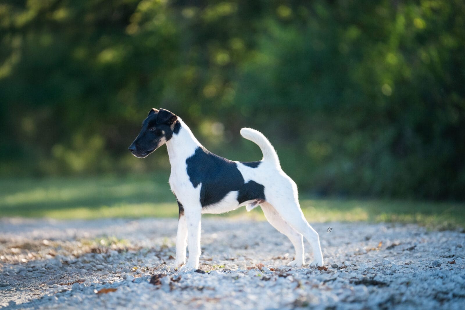 Photo of CH Misty Hollow Spillin’ The Tea, a Black White & Tan Fox Terrier (Smooth).