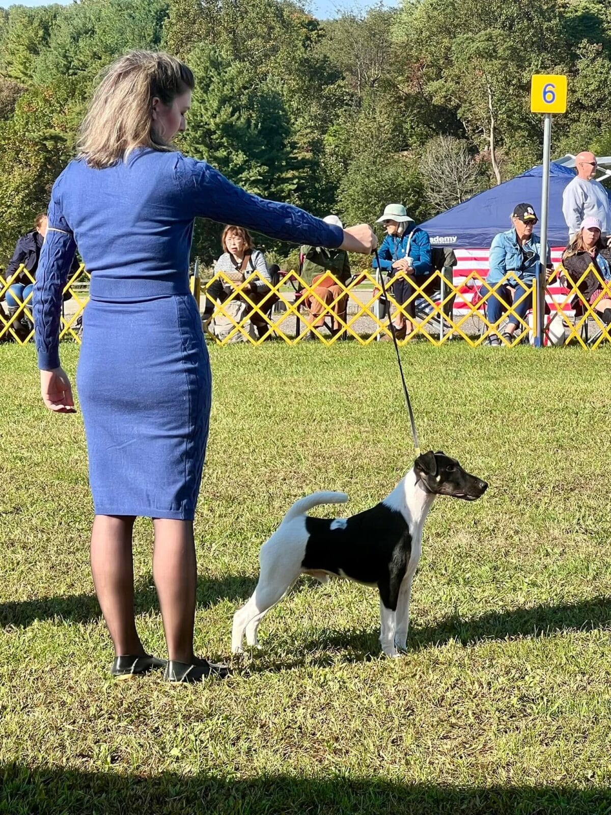 Photo of CH Misty Hollow Spillin’ The Tea, a Black White & Tan Fox Terrier (Smooth).