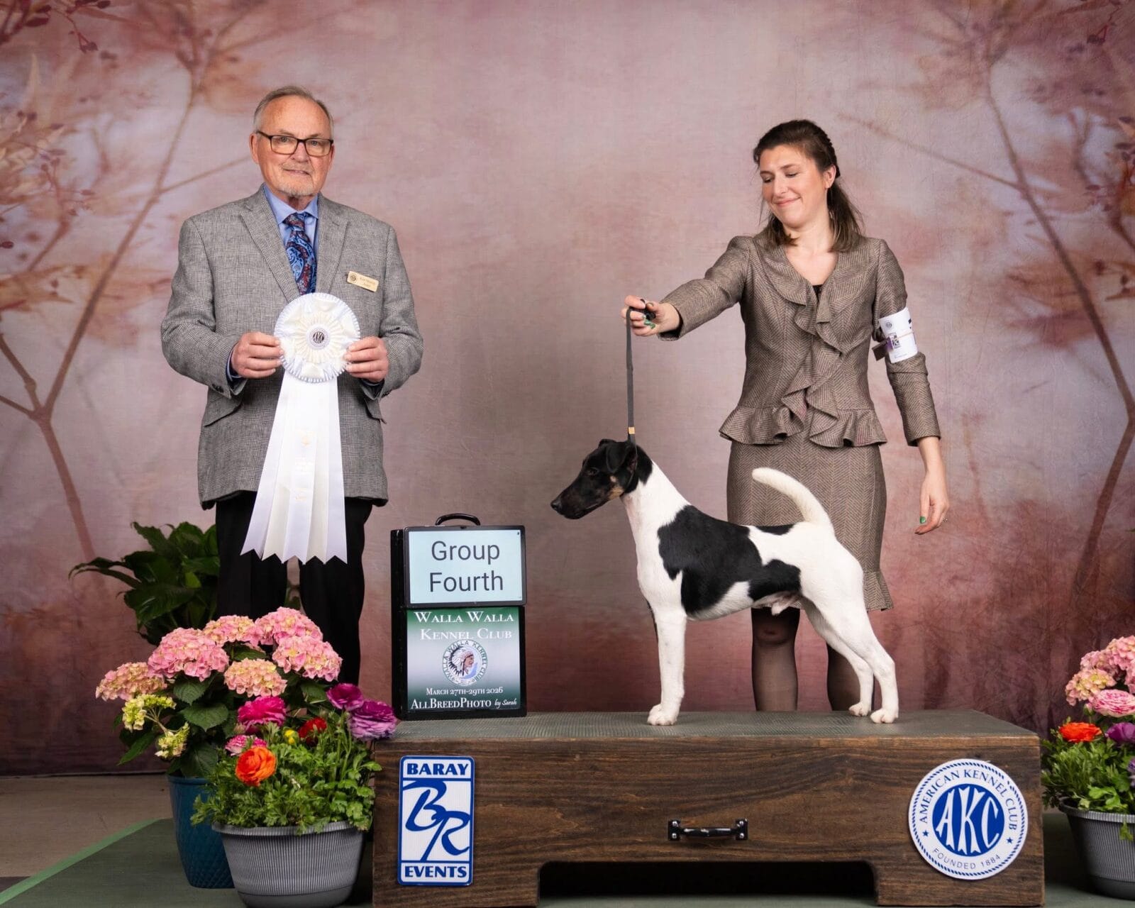 Photo of CH Misty Hollow Spillin’ The Tea, a Black White & Tan Fox Terrier (Smooth).