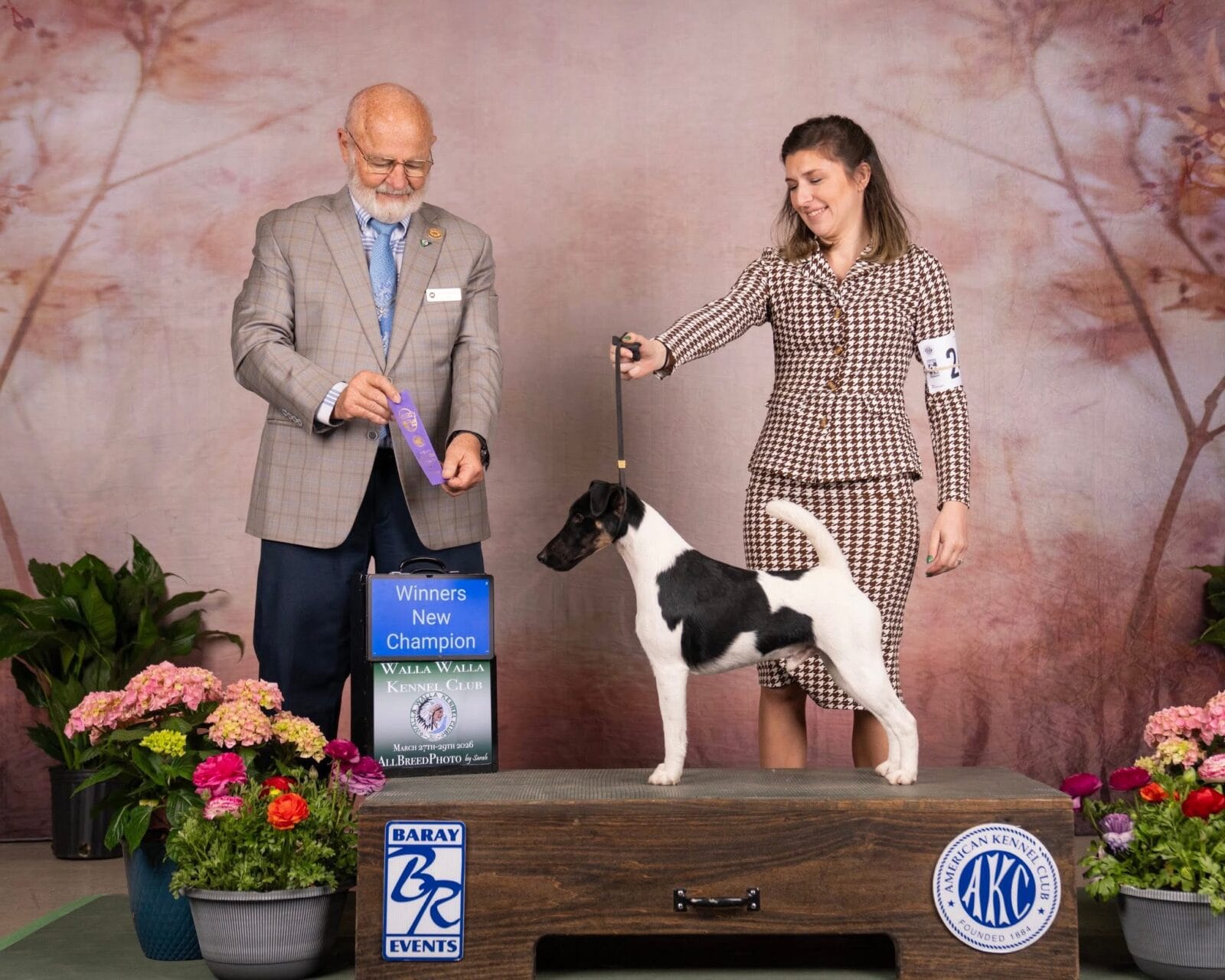 Photo of CH Misty Hollow Spillin’ The Tea, a Black White & Tan Fox Terrier (Smooth).