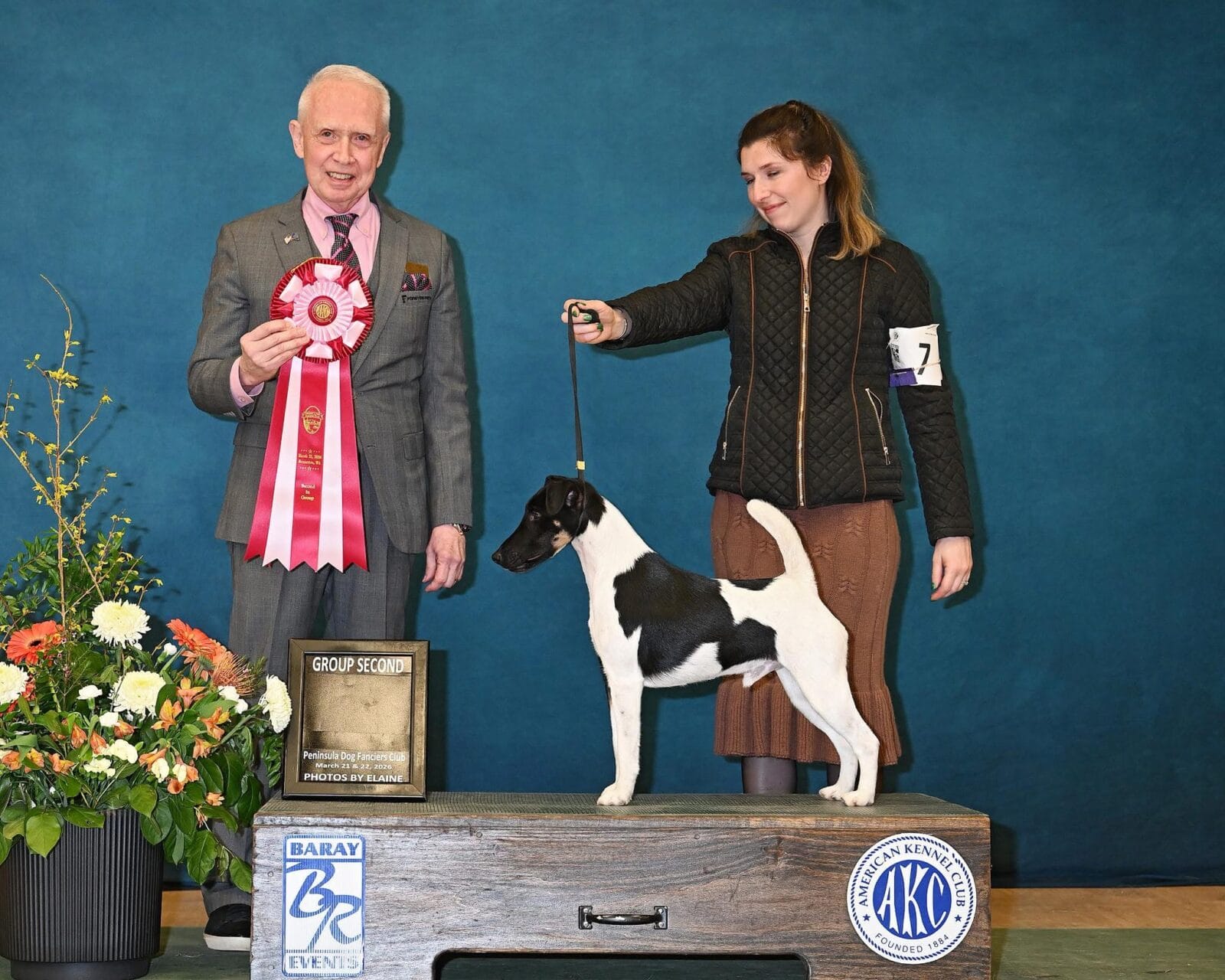 Photo of CH Misty Hollow Spillin’ The Tea, a Black White & Tan Fox Terrier (Smooth).