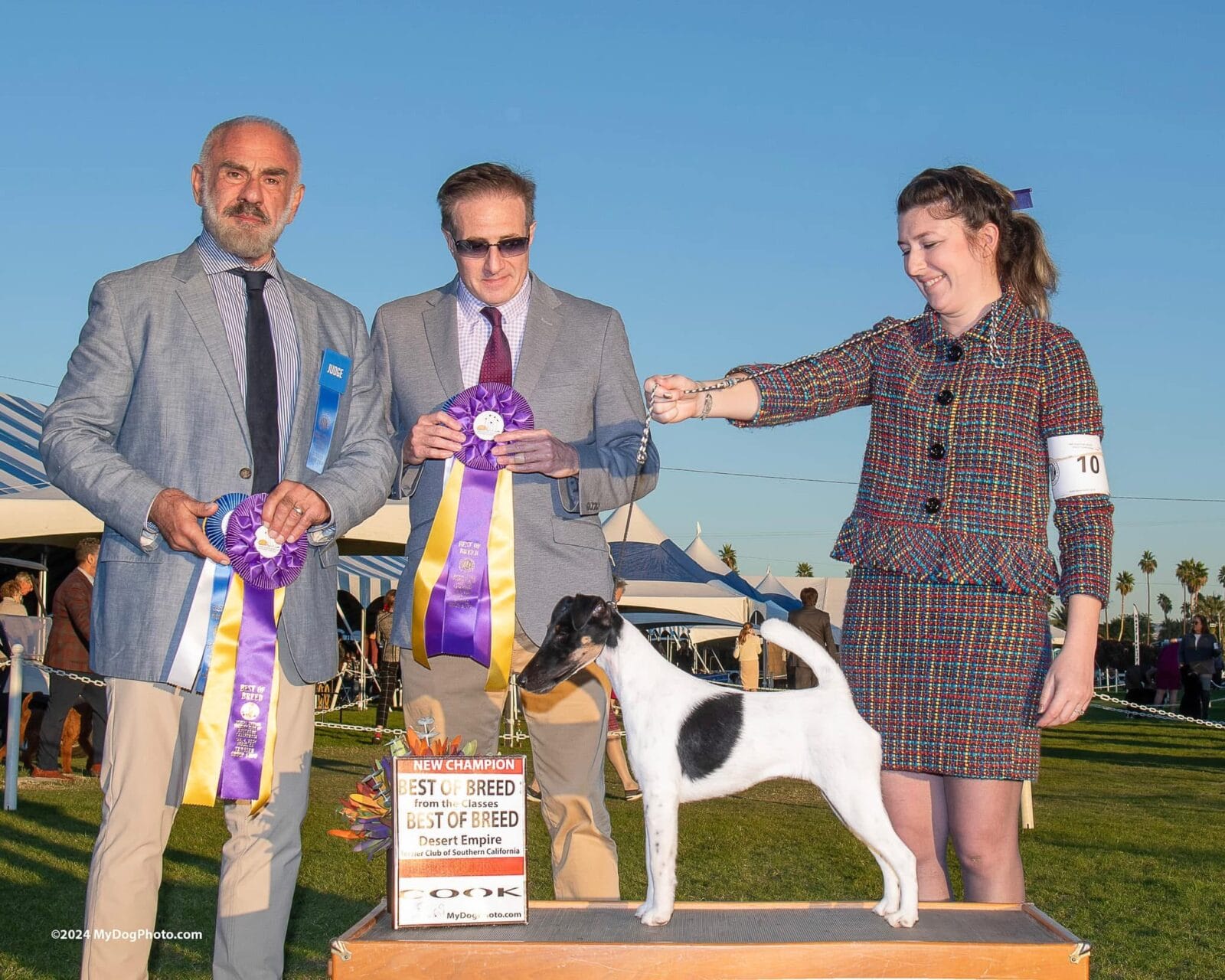 Photo of MBISS GCH Foxhill Misty Hollow London Airess, a Black Tan & White Fox Terrier (Smooth).