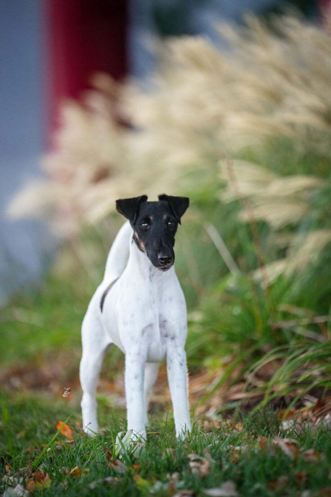 Photo of MBISS GCH Foxhill Misty Hollow London Airess, a Black Tan & White Fox Terrier (Smooth).
