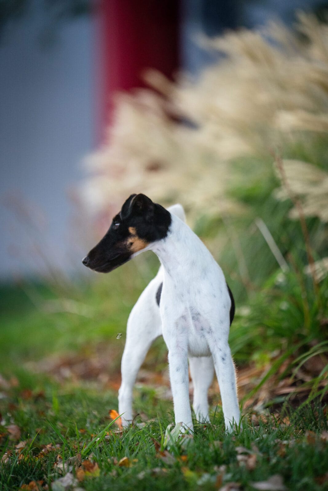 Photo of MBISS GCH Foxhill Misty Hollow London Airess, a Black Tan & White Fox Terrier (Smooth).