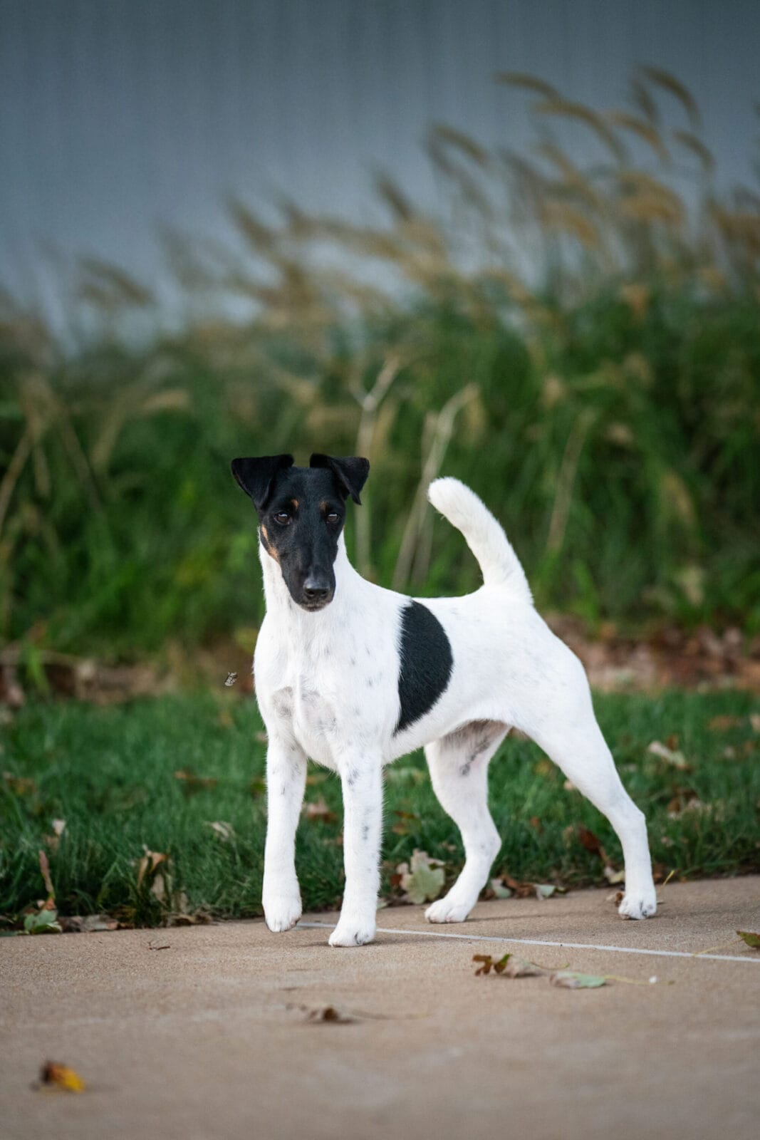 Photo of MBISS GCH Foxhill Misty Hollow London Airess, a Black Tan & White Fox Terrier (Smooth).