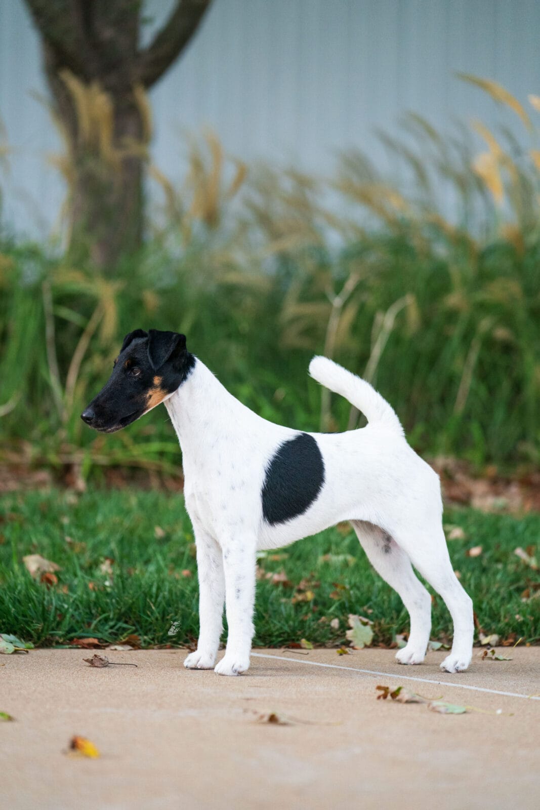 Photo of MBISS GCH Foxhill Misty Hollow London Airess, a Black Tan & White Fox Terrier (Smooth).