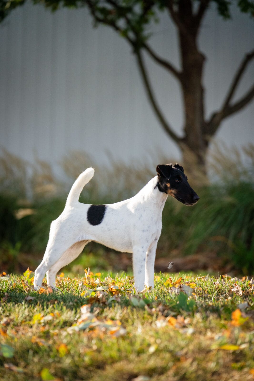 Photo of MBISS GCH Foxhill Misty Hollow London Airess, a Black Tan & White Fox Terrier (Smooth).